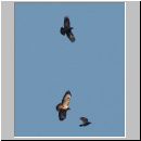 Buteo buteo - Maeusebussard 01.jpg